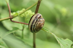 Euhadra peliomphala
