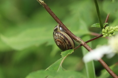 Euhadra peliomphala