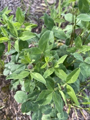 Trifolium pratense