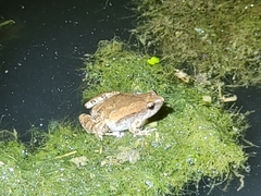 Microhyla fissipes
