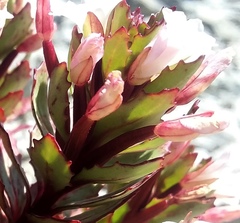 Epilobium pycnostachyum
