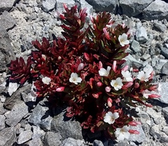 Epilobium pycnostachyum
