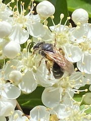 Halictus