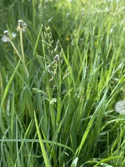 Poa pratensis