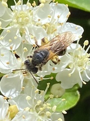 Halictus