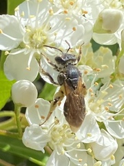 Halictus