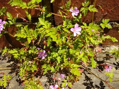 Geranium robertianum