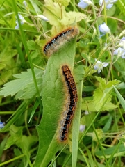 Malacosoma castrense