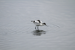 Recurvirostra avosetta