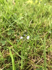 Veronica serpyllifolia