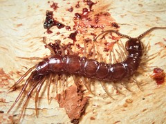 Lithobius peregrinus