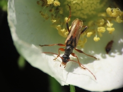 Rhagiini