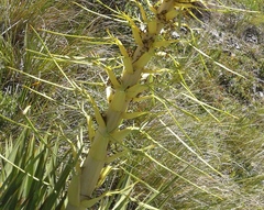 Aciphylla scott-thomsonii