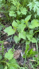 Urtica dioica
