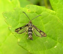 Chamaesphecia empiformis
