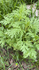 Artemisia vulgaris
