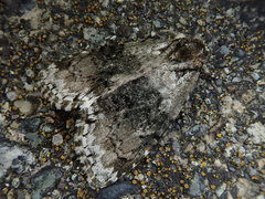 Cranionycta jankowskii