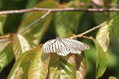 Hestina assimilis assimilis