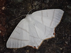 Ourapteryx obtusicauda