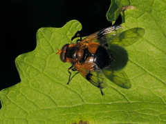 Volucella inflata