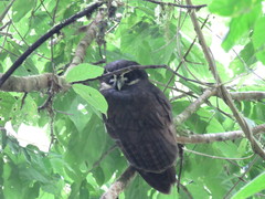 Pulsatrix perspicillata