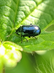 Phratora vulgatissima