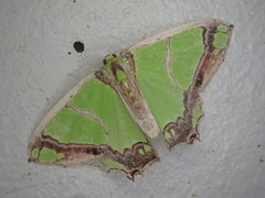 Agathia carissima