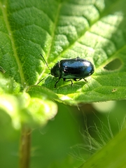 Phratora vulgatissima