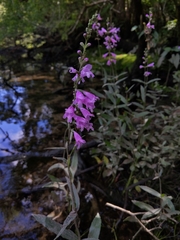 Physostegia leptophylla