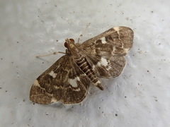 Piletocera sodalis