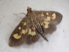 Mecyna suffusalis