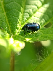 Phratora vulgatissima