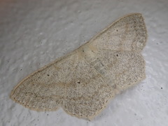 Scopula semignobilis