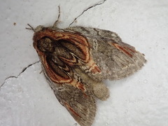 Peridea aliena