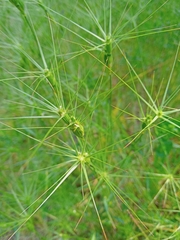 Aegilops biuncialis