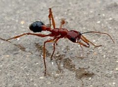 Myrmecia analis