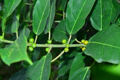 Ficus cumingii terminalifolia