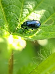 Phratora vulgatissima