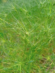 Aegilops biuncialis