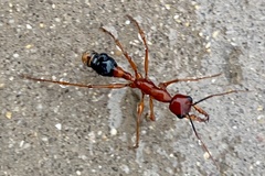 Myrmecia analis