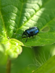 Phratora vulgatissima