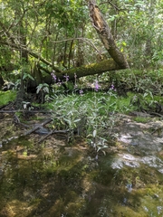 Physostegia leptophylla