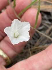Stylisma patens angustifolia