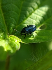 Phratora vulgatissima