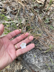 Stylisma patens angustifolia