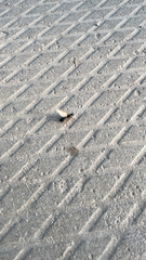Formicinae