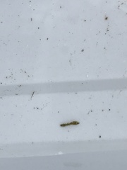 Prosimulium hirtipes