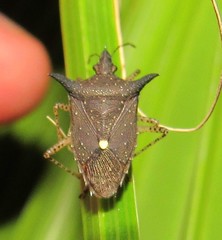 Proxys albopunctulatus