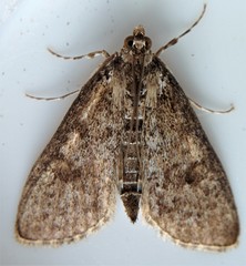 Palpita aenescentalis