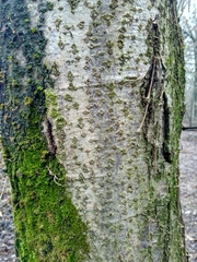Alnus cordata